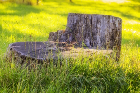 Why You Should Have Stumps Professionally Ground Thumbnail