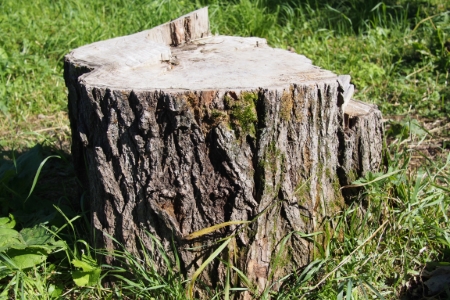 Stump Grinding Thumbnail